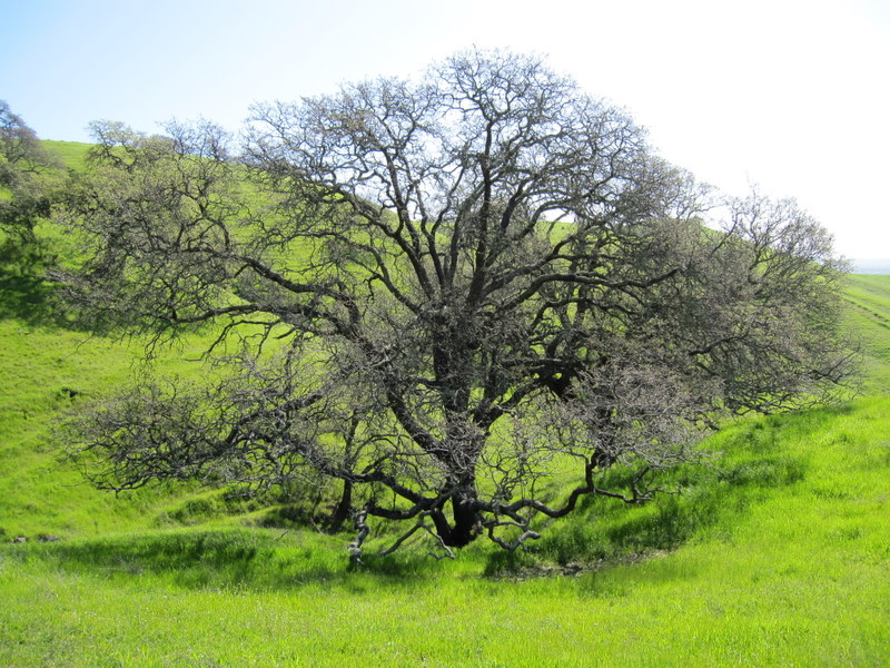 fairfield-open-space-3-7-10-015