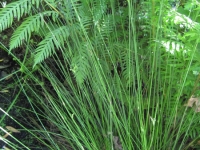 green-valley-falls-6-12-10-034