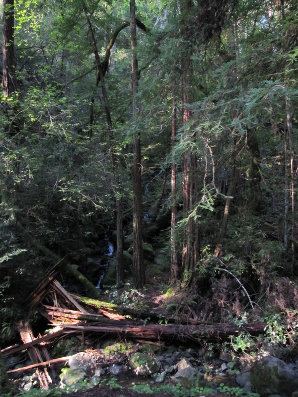 muir-woods-3-27-10-017