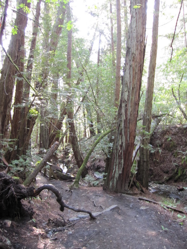 muir-woods-3-27-10-018