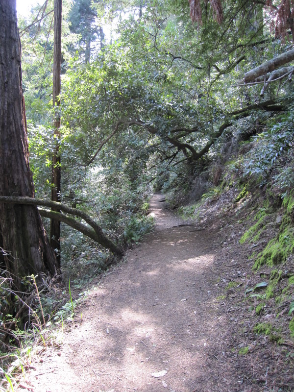 muir-woods-3-27-10-021_0