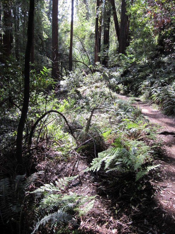 muir-woods-3-27-10-022