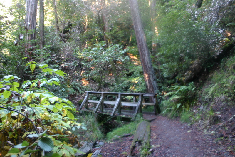 muir-woods-bootjack-trail-022