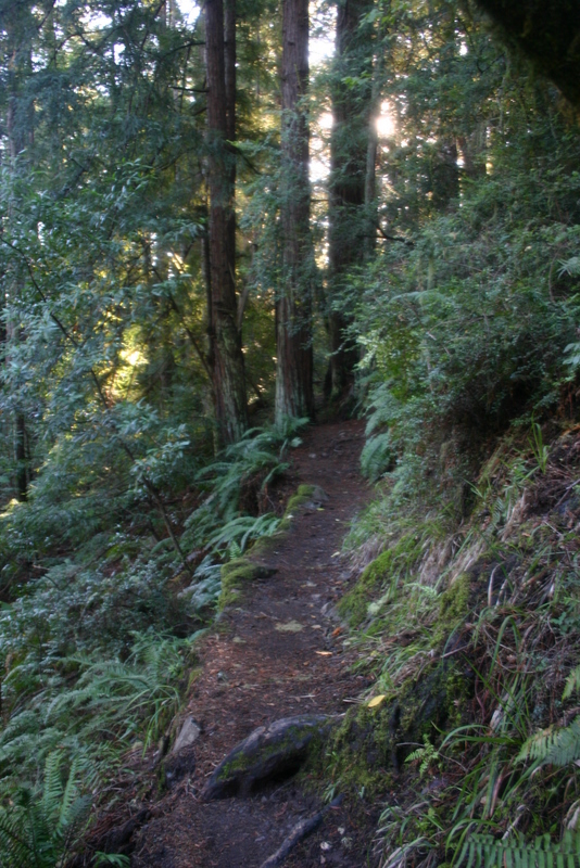 muir-woods-bootjack-trail-031