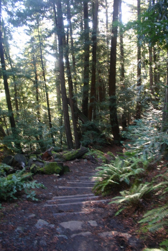 muir-woods-bootjack-trail-034-1