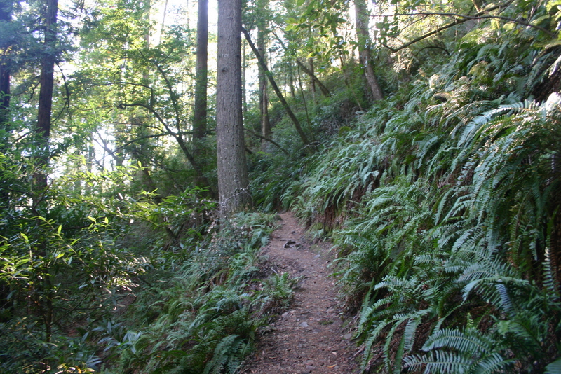 muir-woods-bootjack-trail-043