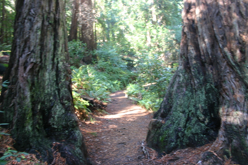 muir-woods-bootjack-trail-066-1