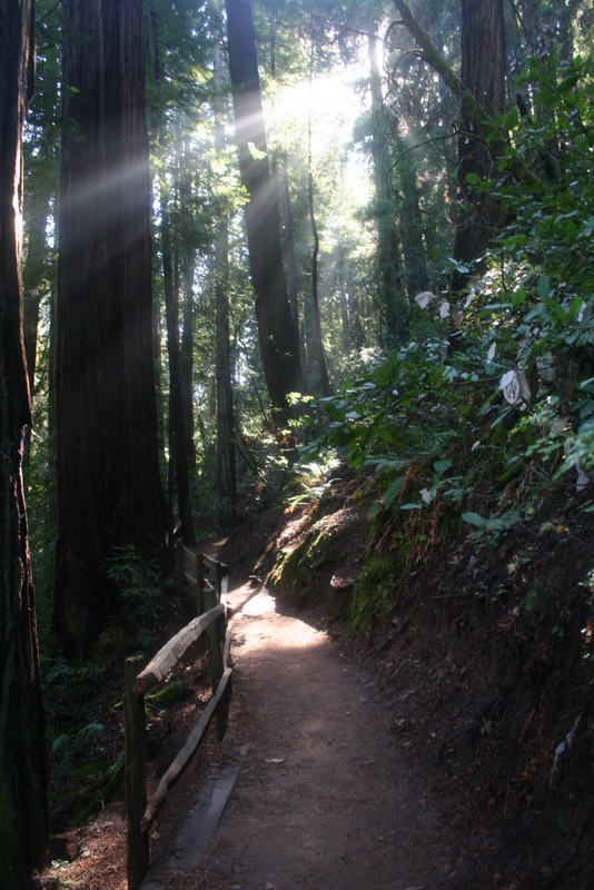 muir-woods-bootjack-trail-070-1