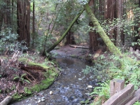 muir-woods-3-27-10-005