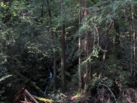 muir-woods-3-27-10-017