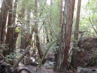 muir-woods-3-27-10-018