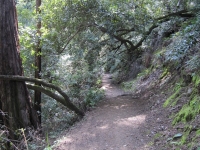 muir-woods-3-27-10-021_0