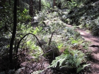 muir-woods-3-27-10-022