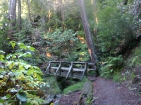 muir-woods-bootjack-trail-022