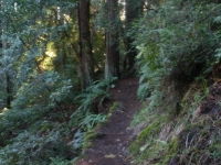 muir-woods-bootjack-trail-031