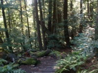 muir-woods-bootjack-trail-034-1