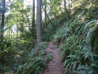 muir-woods-bootjack-trail-043