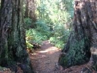 muir-woods-bootjack-trail-066-1