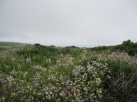 tomales-bay-point-reyes-4-17-10-010