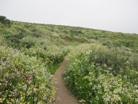 tomales-bay-point-reyes-4-17-10-016