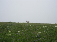 tomales-bay-point-reyes-4-17-10-060