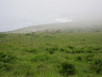 tomales-bay-point-reyes-4-17-10-061