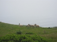 tomales-bay-point-reyes-4-17-10-062