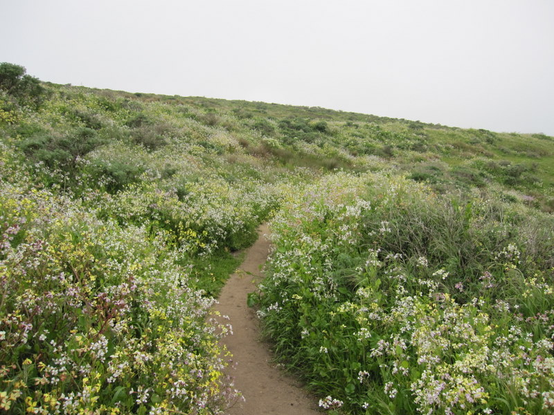 tomales-bay-point-reyes-4-17-10-016