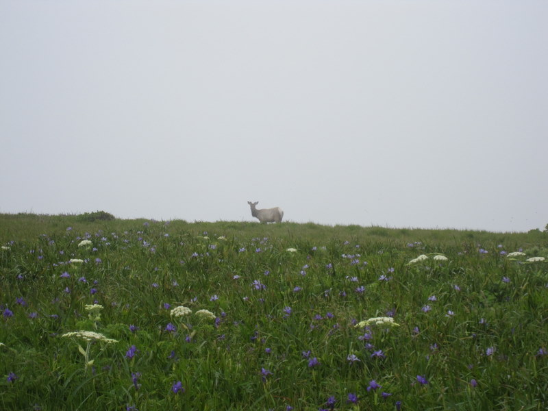 tomales-bay-point-reyes-4-17-10-060