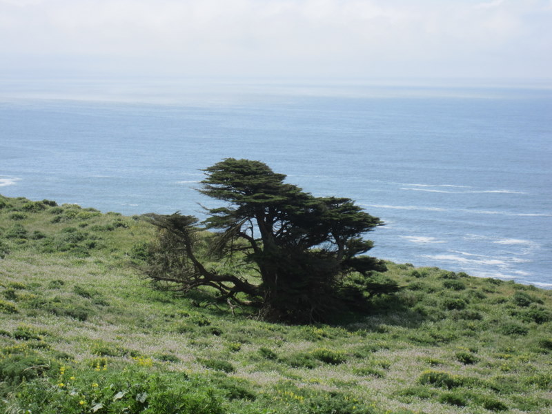 tomales-bay-point-reyes-4-17-10-096