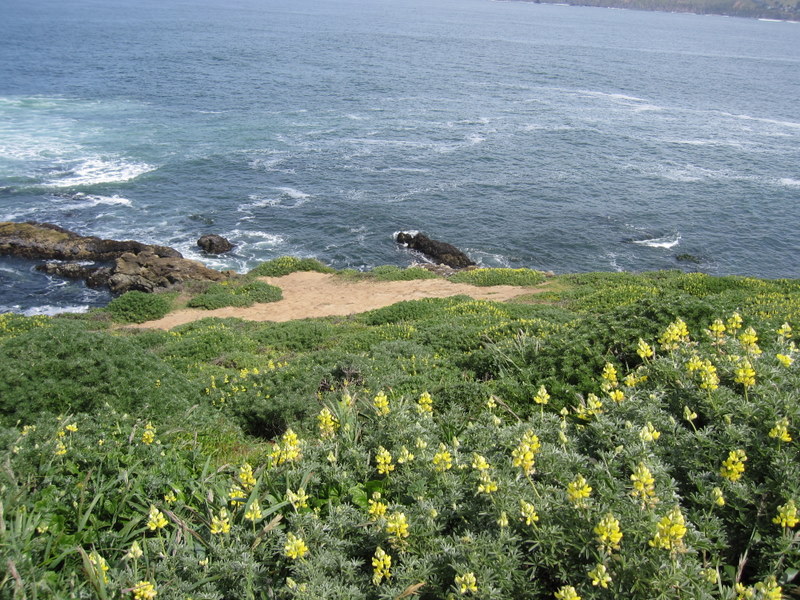 tomales-bay-point-reyes-4-17-10-125