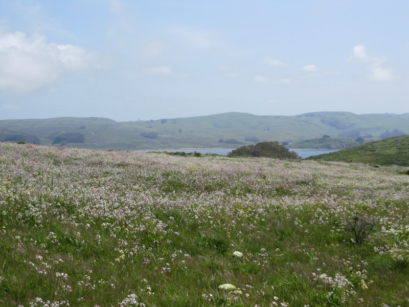 tomales-bay-point-reyes-4-17-10-132